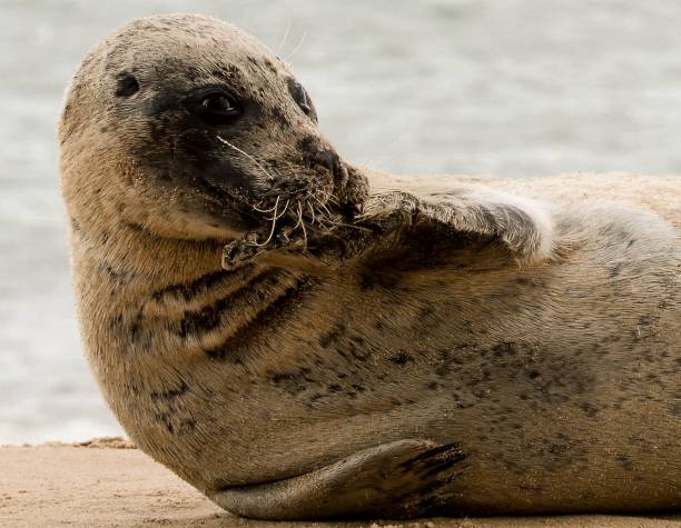istock cute funny  seal posing on the beach close up 878686034