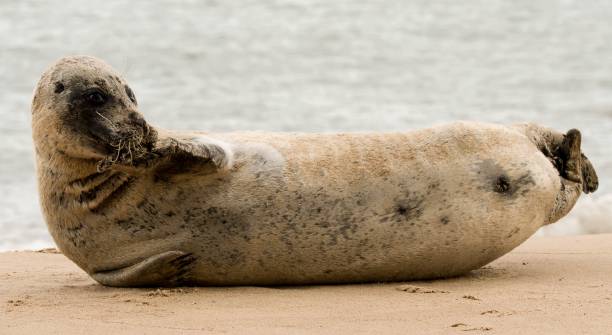 istock cute funny  seal posing on the beach close up 878686050