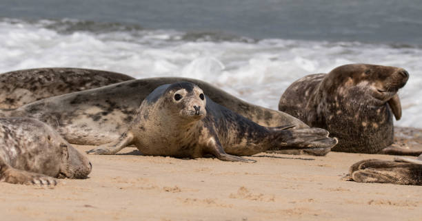 istock cute group of common grey seals on the beach 878686224