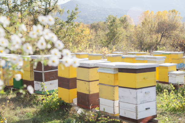 Houses for bees in nature