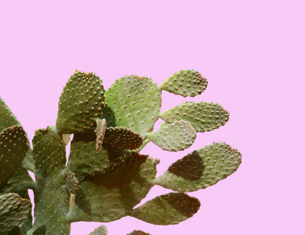 istock Opuntia cactus. Creative layout. Minimal style still life. 878689832