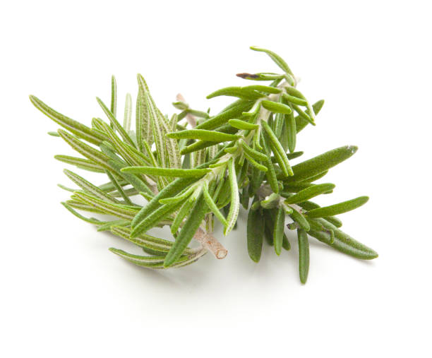 istock rosemary isolated on white background 878699968