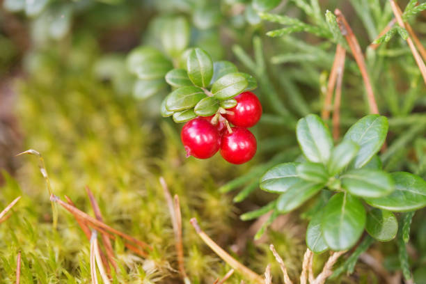 Red berry of cowberry. Close up, selective focus