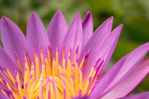 istock Pink lotus with the pollen 878717086