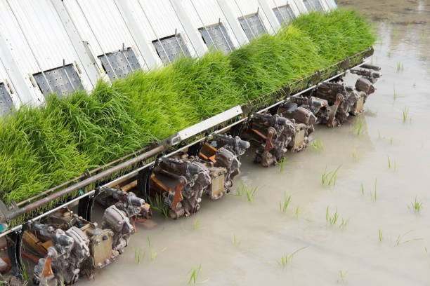 istock rice planting machine. Transplant rice seedling on paddy field by transplanter. 878717192