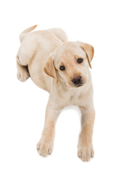 yellow labrador puppy lying down looking up on white background - 7 weeks old - dog puppy lying down looking at camera imagens e fotografias de stock