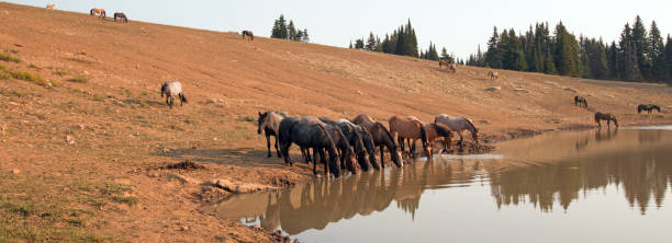 troupeau de chevaux sauvages à trou d’eau dans la gamme de cheval sauvage de montagnes de pryor dans les états du wyoming et du montana aux états-unis - organe interne dun animal photos et images de collection