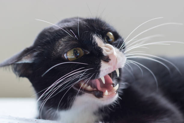 angry cat - domestic cat anger hissing aggression fotografías e imágenes de stock