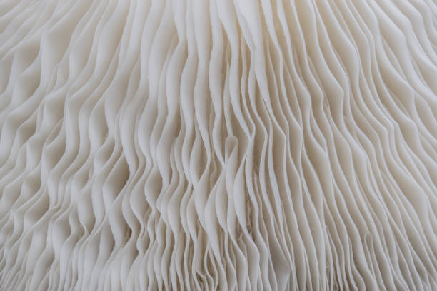 istock background macro of Sajor-caju Mushroom plants 878730902