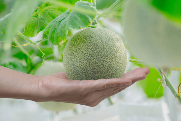 istock young green melon or cantaloupe growing on hand farmer 878730950