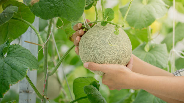 young green melon or cantaloupe growing on hand farmer