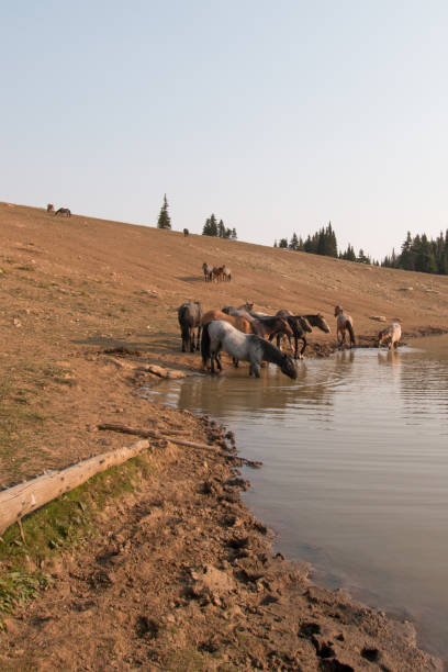 troupeau de chevaux sauvages à trou d’eau dans la gamme de cheval sauvage de montagnes de pryor dans les états du wyoming et du montana aux états-unis - organe interne dun animal photos et images de collection