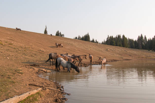 bande de chevaux sauvages, boire à l’abreuvoir dans la gamme de cheval sauvage de montagnes de pryor dans les états du wyoming et du montana aux états-unis - organe interne dun animal photos et images de collection