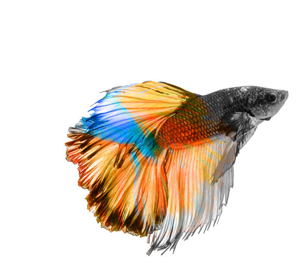 istock siamese fighting fish, betta splendens isolated on white background 878731486