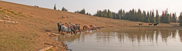 troupeau de chevaux sauvages à trou d’eau dans la gamme de cheval sauvage de montagnes de pryor dans les états du wyoming et du montana aux états-unis - organe interne dun animal photos et images de collection