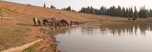 troupeau de chevaux sauvages à trou d’eau dans la gamme de cheval sauvage de montagnes de pryor dans les états du wyoming et du montana aux états-unis - organe interne dun animal photos et images de collection