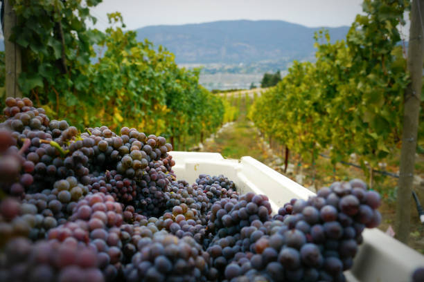 pojemnik pełen czerwonych winogron podczas zbiorów w winnicy - okanagan vineyard canada orchard zdjęcia i obrazy z banku zdjęć