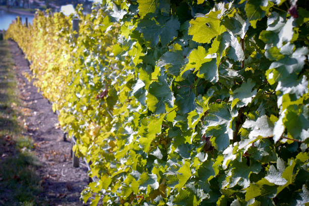 patrząc w dół rzędu winorośli - okanagan vineyard canada orchard zdjęcia i obrazy z banku zdjęć