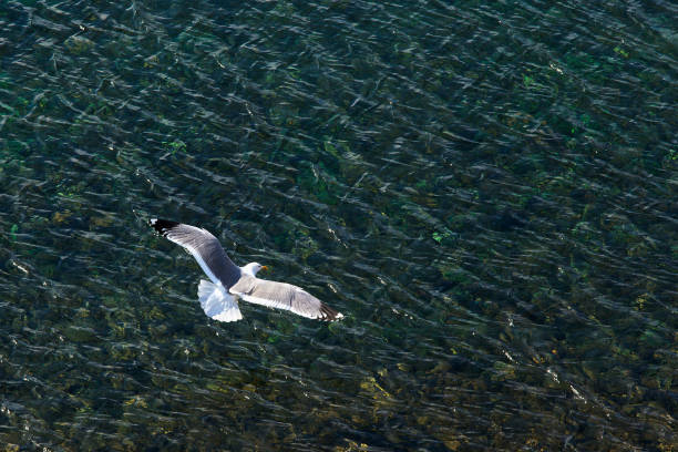 Seagull flying on a background of water top view