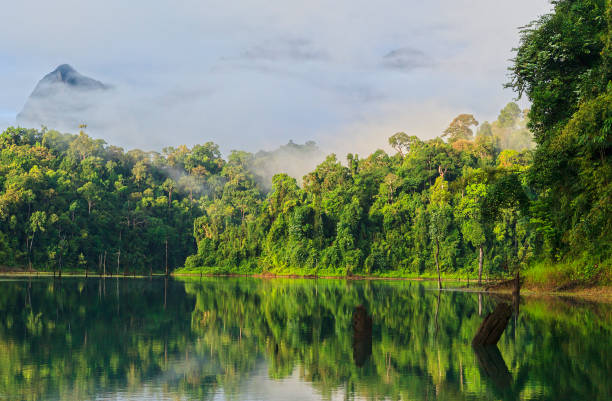 istock Dawn on a lake in the jungle 878750946