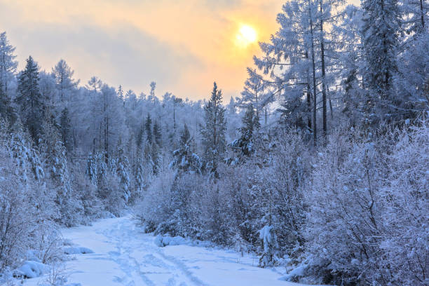 istock Winter forest in snow and frost 878750994