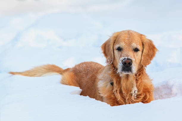 istock Golden Retriever in winter 878751258