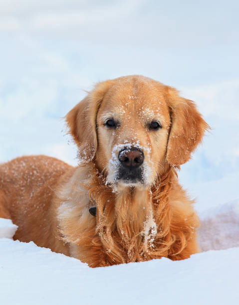 istock Golden Retriever lying in snow and looking right 878751260