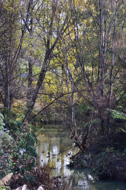 istock Trees along creek in autumn 878763788