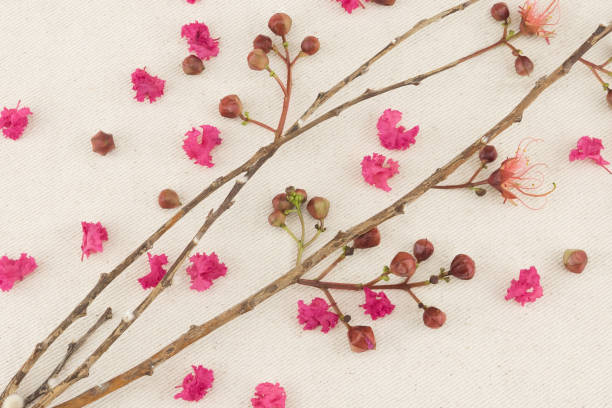 istock Pink crape myrtle flowers with branch background 878764980