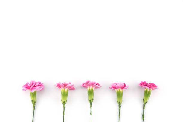 istock Pink carnation flowers on white background with copy space 878766474