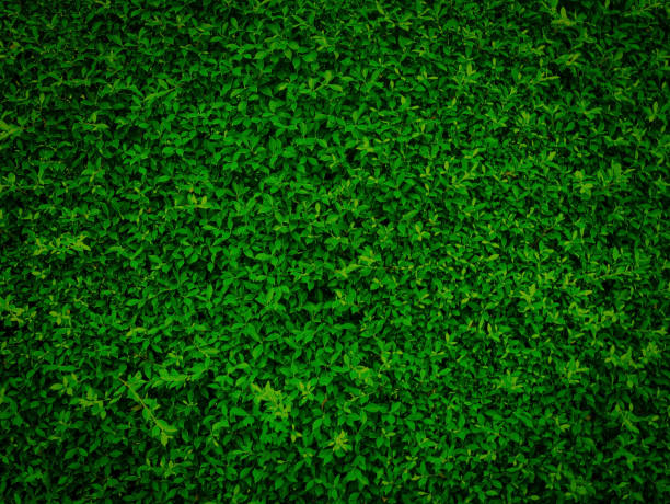 istock green leaves natural wall. 878781494