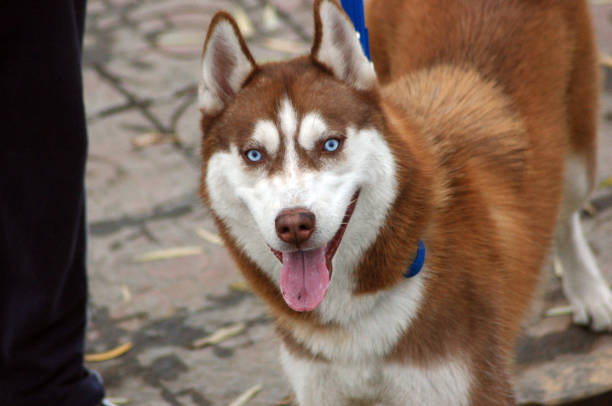 istock A traction rope is brown dog in the park. 878781684