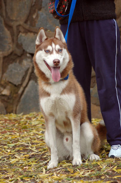 istock A traction rope is brown dog in the park. 878781774