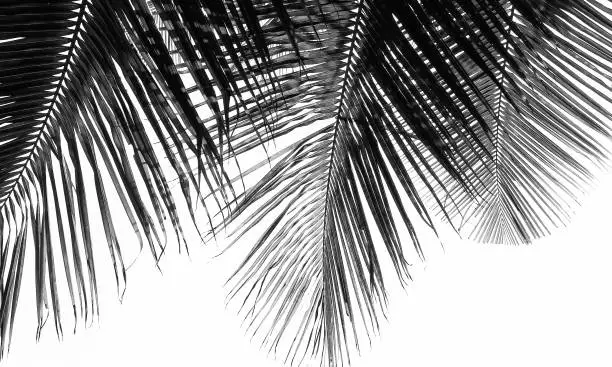 coconut leaves background, black and white tone