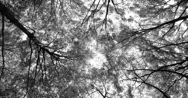 istock green forest background in a sunny day 878784200