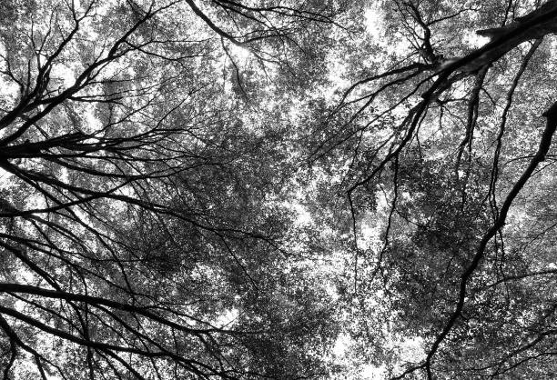 istock green forest background in a sunny day 878784214