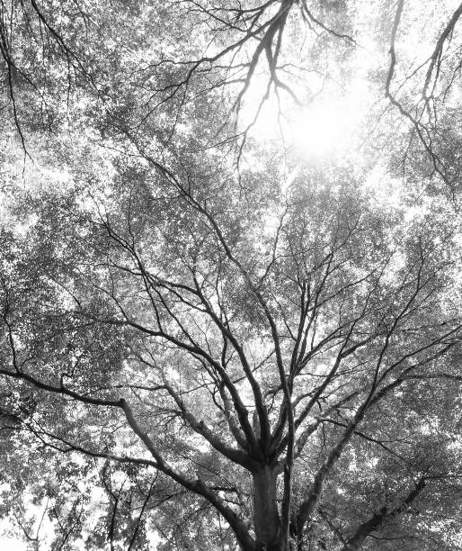 istock green forest background in a sunny day 878786270