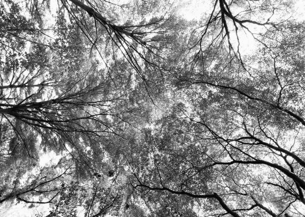 istock green forest background in a sunny day 878786316