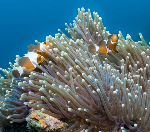 istock Clownfish (Amphiprion ocellaris) and Magnificent Sea Anemone (Heteractis magnifica) Symbiotic Relationship 878786480