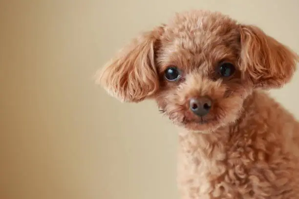Photo of toy poodle
