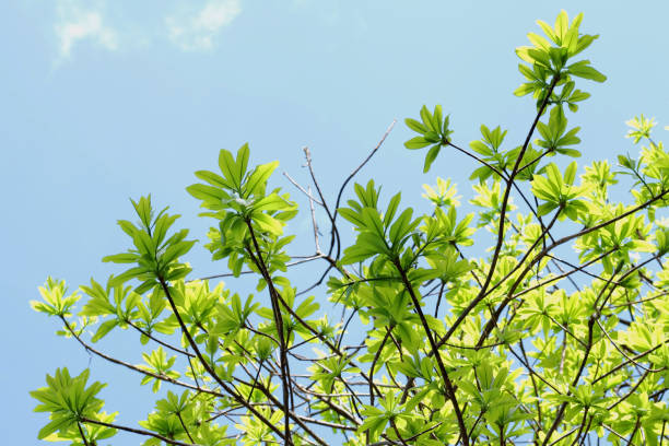 istock Green leaves and sky 878795614