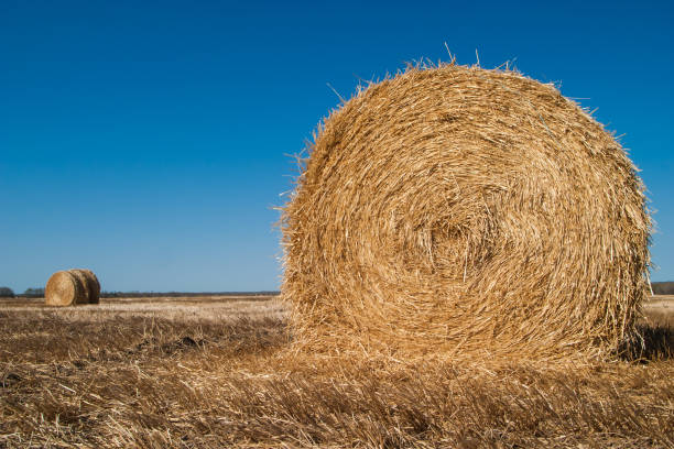 istock Hay or straw bales in a field 878806716
