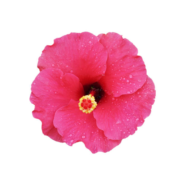 istock vivid pink hibiscus with water drop isolated on white background 878809000