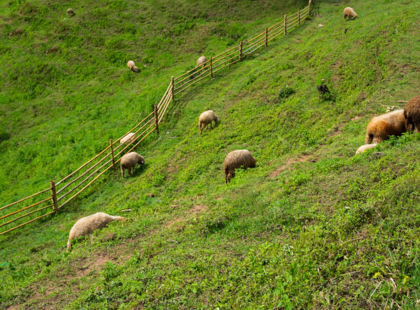 sheep on mountain grass field - new zealand forest landscape mountain imagens e fotografias de stock