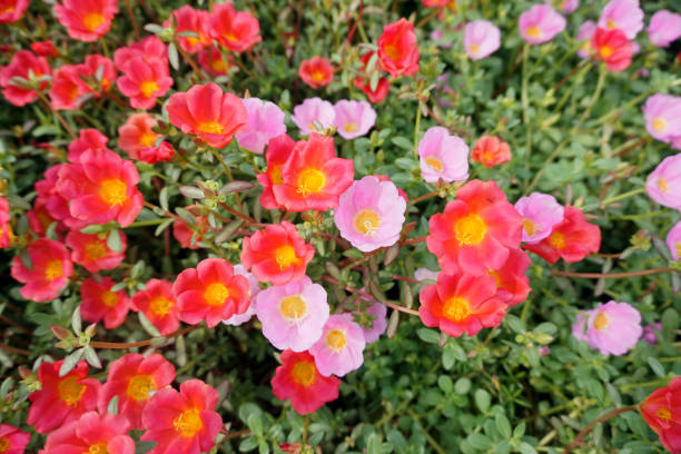 istock Portulaca oleracea, Beautiful colorful flowers 878817078