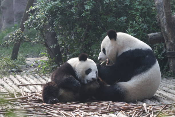 istock Giant Panda in Chengdu, China 878823316