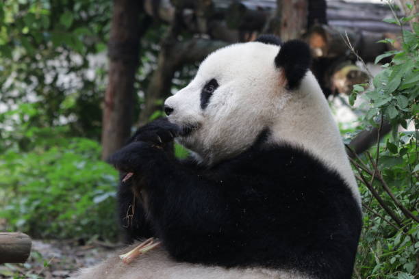istock Giant Panda in Chengdu, China 878823512