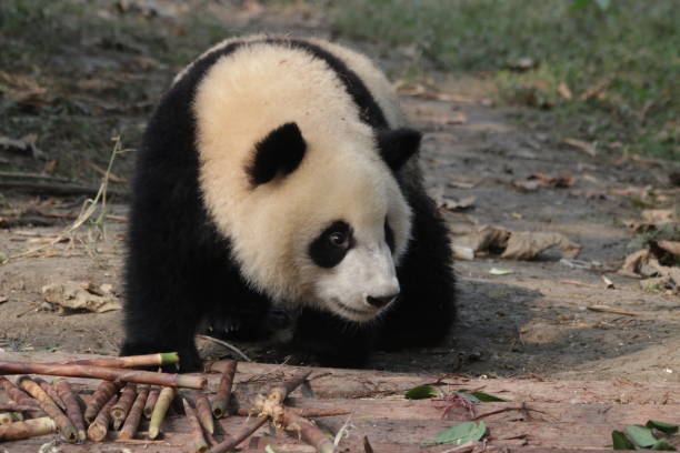 istock Giant Panda in Chengdu, China 878827902
