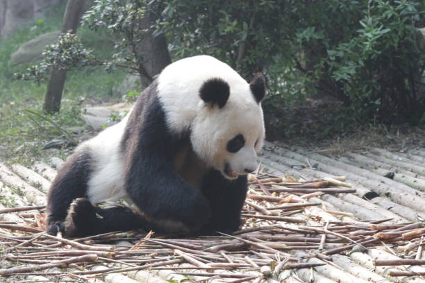 istock Giant Panda in Chengdu, China 878830226