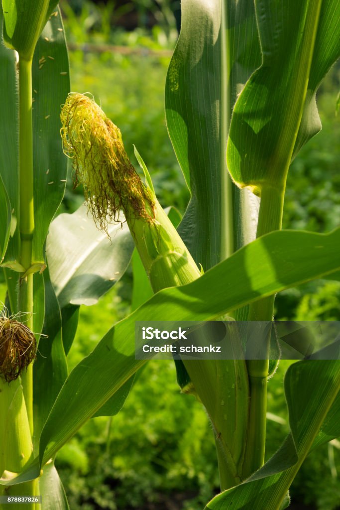 ear of corn on the nature ear of corn on the nature . In the park in nature Backgrounds Stock Photo